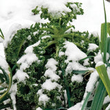 Winter Blend