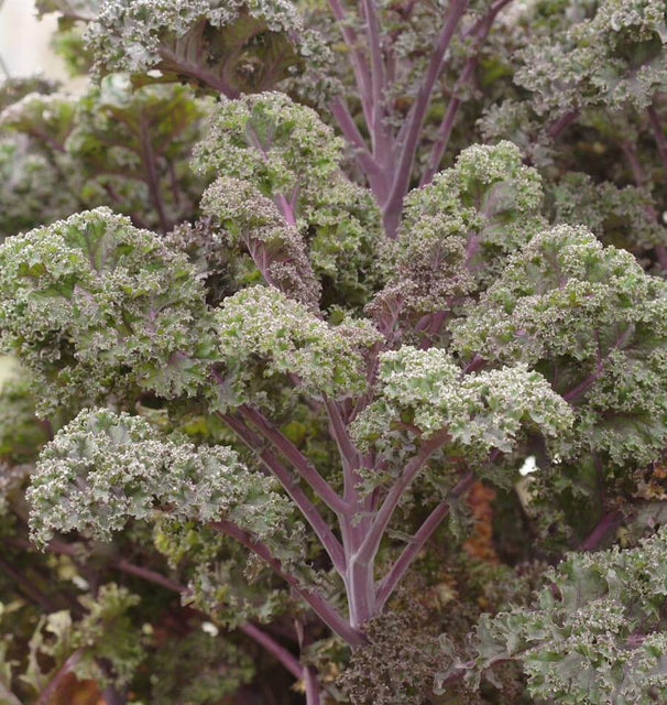 Flowering Kale Seeds Bright And Early Red 1,000 Seeds – Buy Flowering Kale Seeds Bright And Early Red 1,000 Seeds – Buy