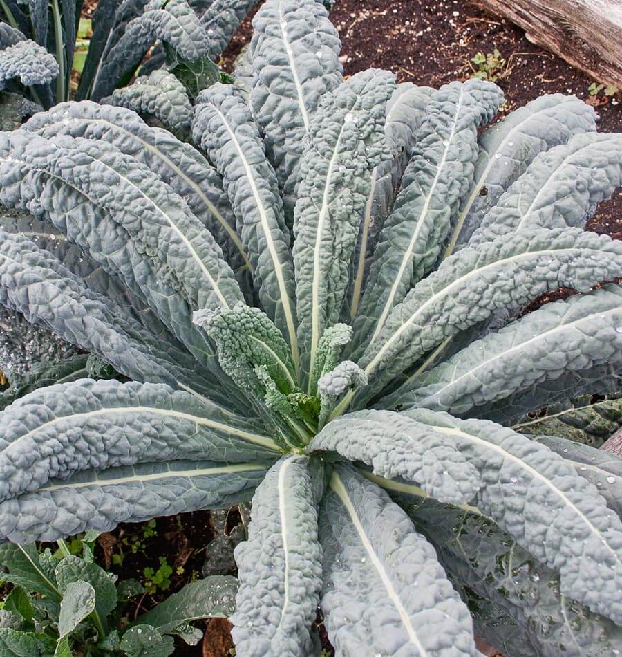 Premium Photo | Organic kale ( italian kale, tuscan kale, lacinato
