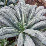 Lacinato kale Seeds KL425 1