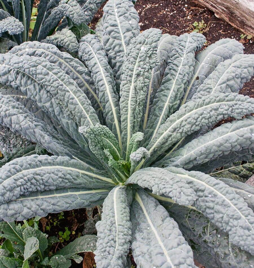 Lacinato kale Seeds KL425 1