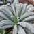 Lacinato kale Seeds KL425 1
