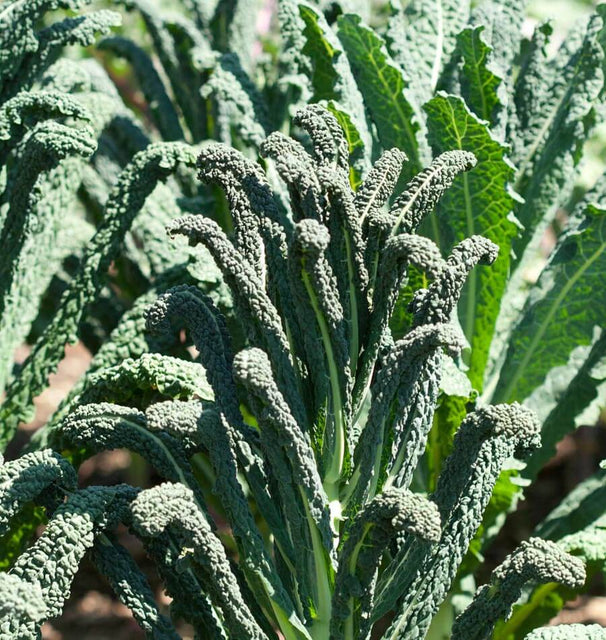 Lacinato