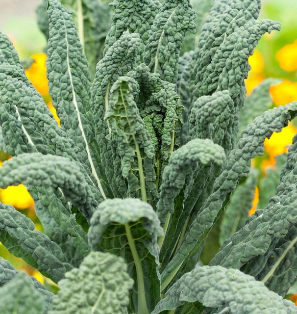 Lacinato Organic
