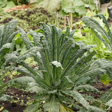Lacinato