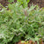 Red Russian