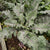 Red Russian Organic