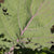 Red Russian Organic
