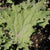 Red Russian Organic