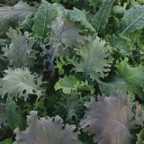 Kale Storm Multi-Seed Pellets