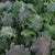Kale Storm Multi-Seed Pellets