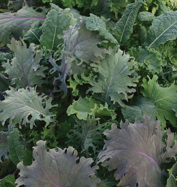 Kale Storm Multi-Seed Pellets