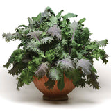 Kale Storm