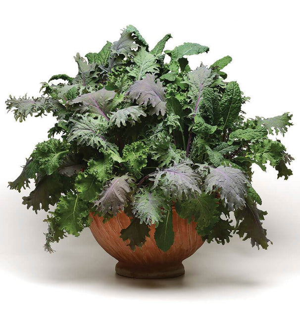Kale Storm