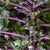 Autumn Star F1 Kalette