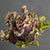 Snowdrop F1 Kalette