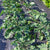 Snowdrop F1 Kalette