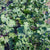Mistletoe F1 Kalette
