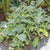 Kale Storm Multi-Seed Pellets 2