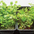LED Growlight Garden