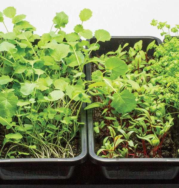 LED Growlight Garden