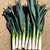 Comanche F1 Organic