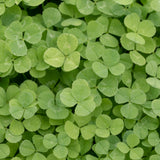 Pelleted Micro Clover Seeds
