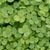 Pelleted Micro Clover Seeds