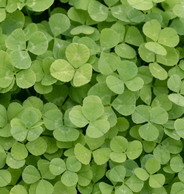 Pelleted Micro Clover Seeds