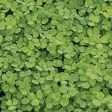 Pelleted Micro Clover Seeds