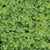Pelleted Micro Clover Seeds