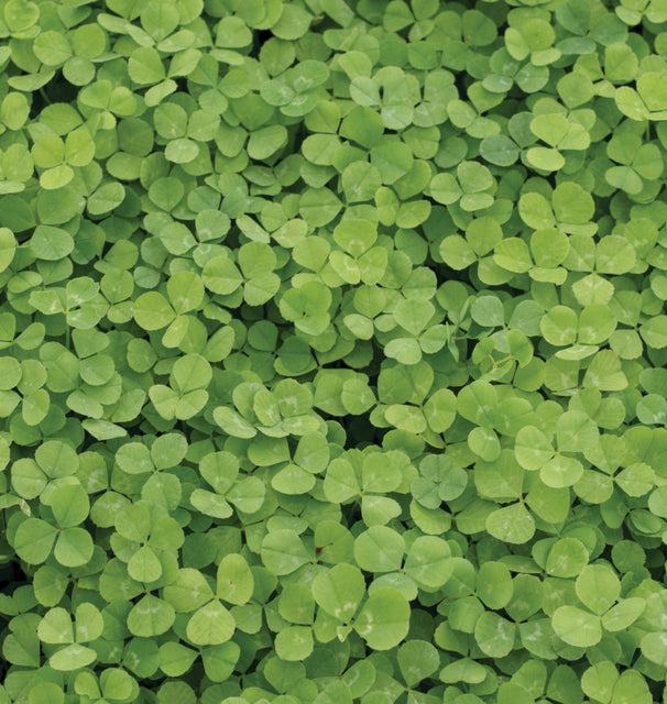 Pelleted Micro Clover Seeds