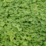 Pelleted Micro Clover Seeds