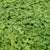 Pelleted Micro Clover Seeds