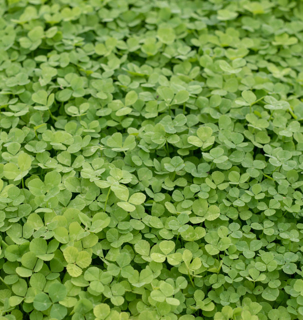 Microclover Roots Micro Clover Seeds for Lawn Replacement – West Coast Seeds