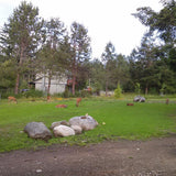 Deer grazing on a micro-clover lawn