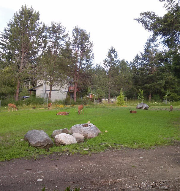Deer grazing on a micro-clover lawn