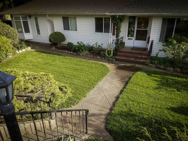 A lawn cultivated with west coast seeds Grub Resistant Lawn Blend