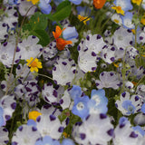alternative lawn wildflower seed mix Alternative Lawn Wildflower Mix – West Coast Seeds