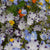 Alternative Lawn Wildflower blend close up