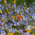 Alternative Lawn Wildflower blend