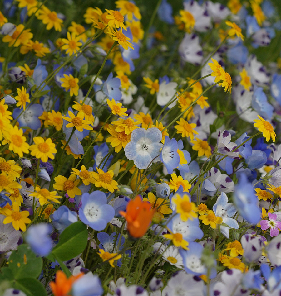 west coast seeds wildflower mix Alternative Lawn Blend