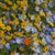 Alternative Lawn Wildflower blend