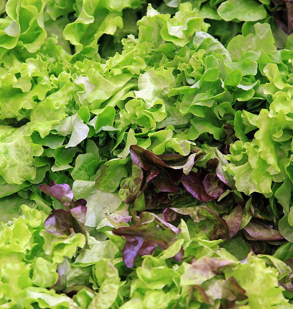 Eazy Leaf Blend Organic Lettuce Seeds