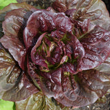 Pomegranate Crunch Lettuce Seeds 1