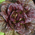 Pomegranate Crunch Lettuce Seeds 1