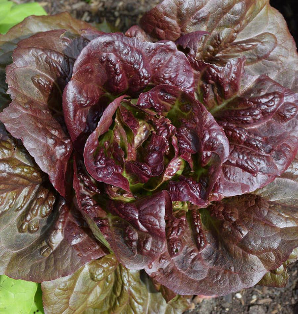 Pomegranate Crunch Lettuce Seeds 1