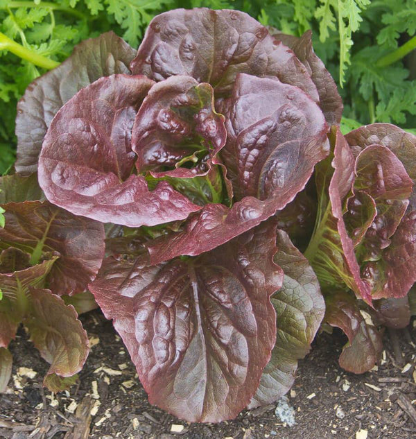 Pomegranate Crunch Organic