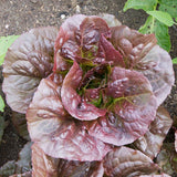Pomegranate Crunch Organic Lettuce Seeds 3