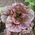 Pomegranate Crunch Organic Lettuce Seeds 3
